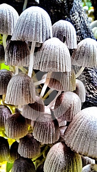 Mushroom, theÃÂ conspicuousÃÂ umbrella-shaped fruiting body (sporophore) of certain fungi.